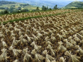 This picture taken on September 16, 2015 shows a farmland after harvesting in Chongqing.(AFP/Getty Images)