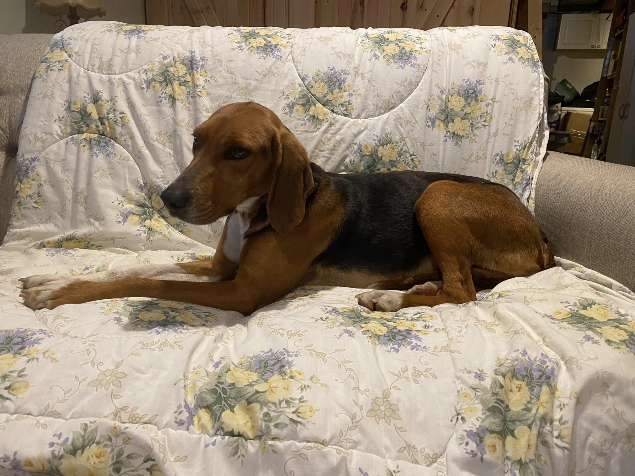 Westport man charged with abandoning dog - Vimarsana News