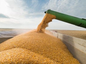 Pouring corn grain into tractor trailer after harvest.