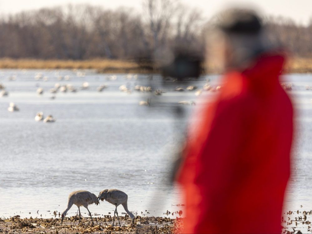 PHOTOS: For the birds (and the bird-watchers) | The Stratford Beacon Herald