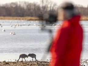 Lifelong birder Paul Eagles (you read that right) was at Big Creek National Wildlife Area at Long Point to watch tundra swans, ducks and sandhill cranes as migrant birds make a Southwestern Ontario pit stop. Photo taken on Wednesday March 9, 2023. (Mike Hensen/The London Free Press)