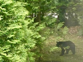 This Mallory Beach Road bear walks past resident Lesley Shoefly-Kyte's home last summer. She took her hummingbird feeder in when the bear started to take an interest in it. (Lesley Shoefly-Kyte photo)