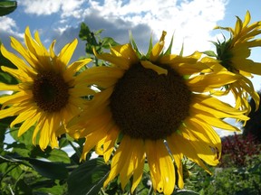 A picture of two sunflowers