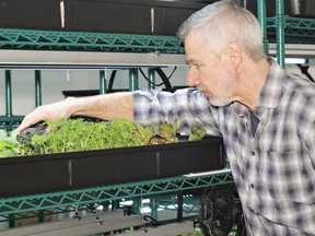 Romano Marchi examining the leafy plants in propagation trays before he transfers them to the grow sites.  Rocco Frangione/Local Journalism Initiative