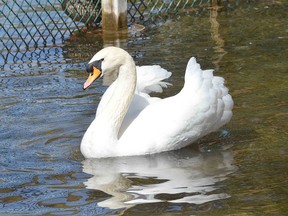 One of Harrison Park's swans swims in the bird sanctuary on Thursday.