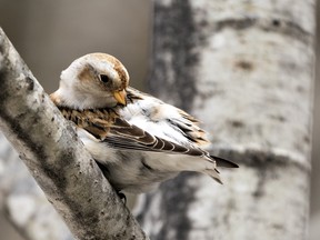 The Snow Bunting's habitat is the northern tundra, but come the late fall, these birds begin their slow migration south. They arrive in Renfrew County beginning in late October and can be seen in this region through the end of January. Rejean Bedard / Getty Images