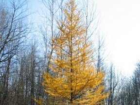 The tamarack in fall colours.

Creative Commons