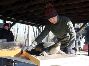 Craig Paterson, a conservation biologist with the St. Clair Region Conservation Authority, sets up a snapping turtle display during Sunday's maple syrup festival at the AW Campbell Conservation Area.  Terry Bridge/Sarnia Observer/Postmedia Network