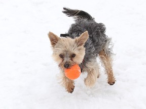 Big Dave chases down a ball while playing at the South End dog park in Sudbury, Ont. on Monday March 20, 2023. John Lappa/Sudbury Star/Postmedia Network