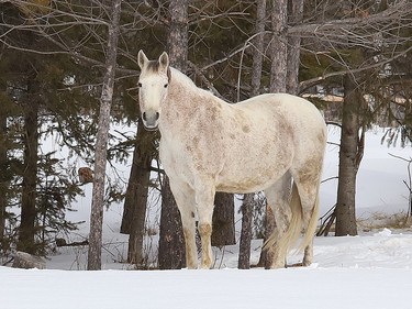 A horse takes in the sights at a farm in Greater Sudbury, Ont. on Monday March 27, 2023. John Lappa/Sudbury Star/Postmedia Network