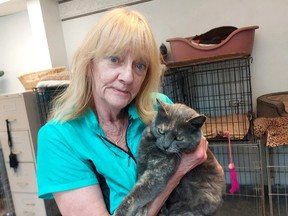 Mary Ann Holland, owner K-9 Klips in Wallaceburg, is seen here with a stray cat that has a microchip from a British Columbia animal rescue organization that is no longer operating. Ellwood Shreve