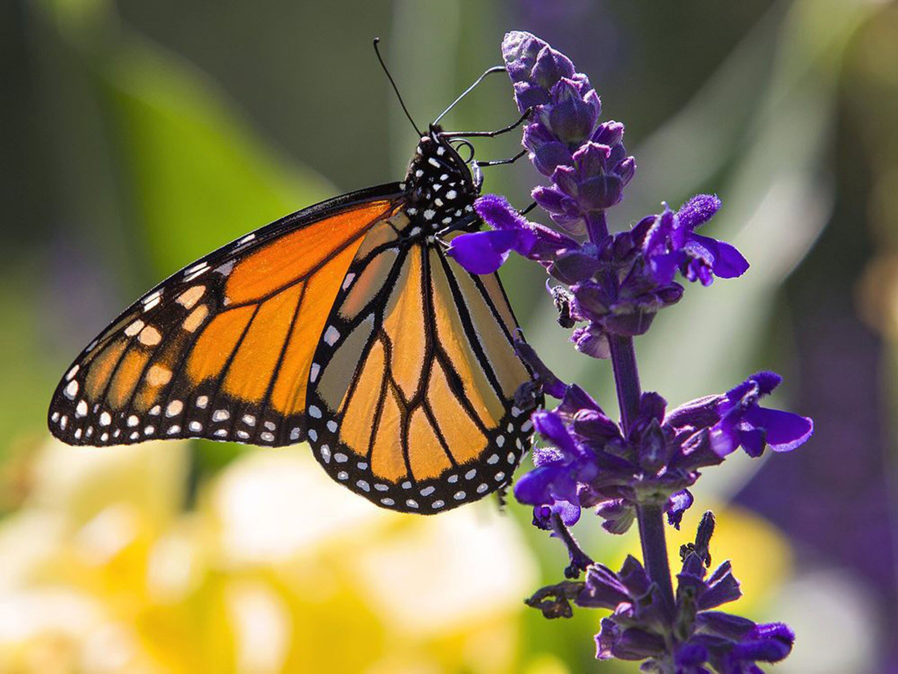 Butterflyway Project getting underway in Lucknow | Lucknow Sentinel