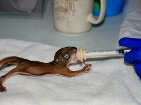 A baby red squirrel is bottle-fed at the Turtle Pond Wildlife Centre in Blezard Valley.
