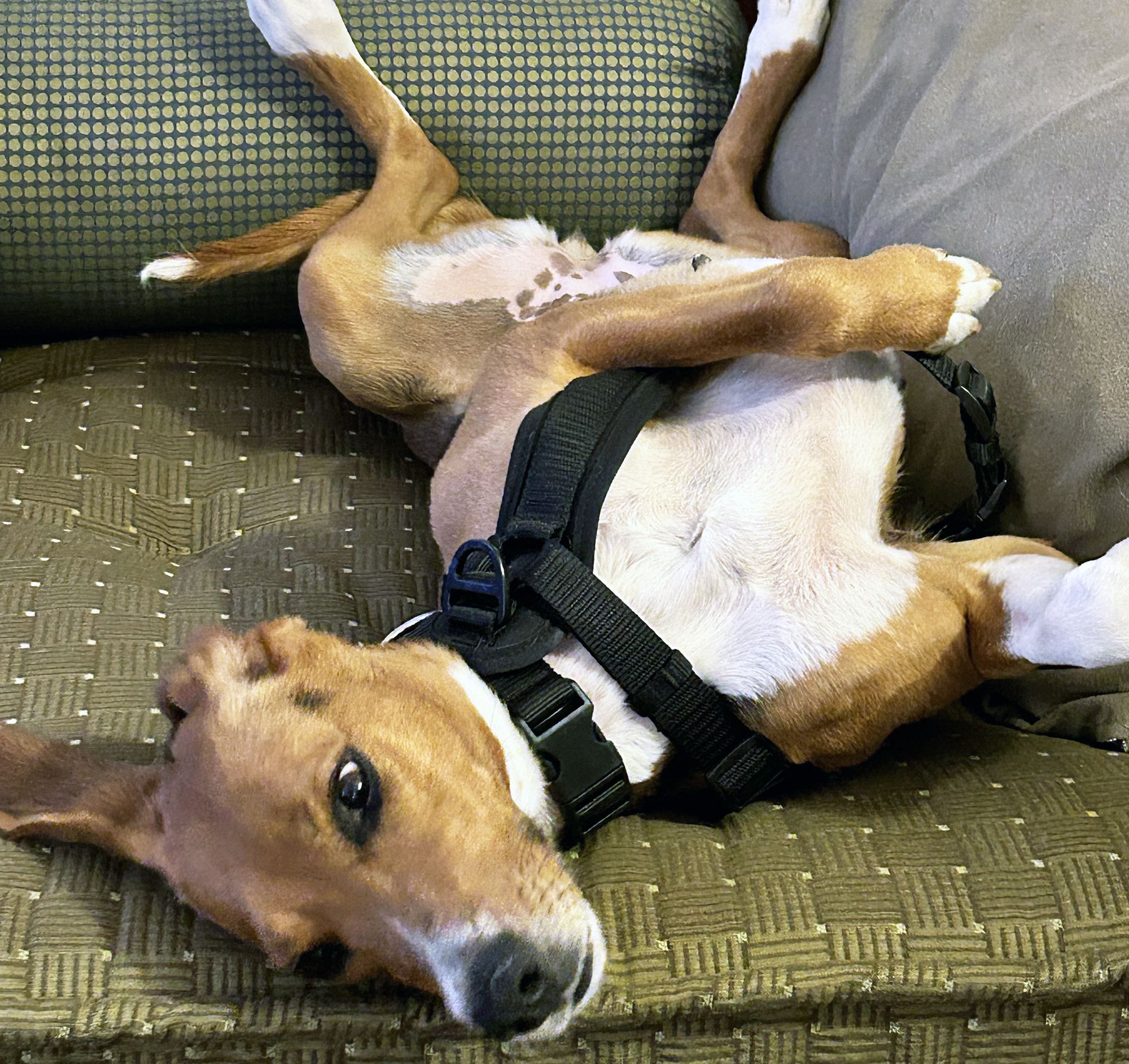 Hound finds new home with the Woolfs - Vimarsana News