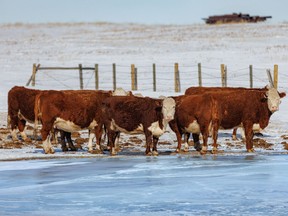 Cattle wait to drink at a hole in the blue ice over a spring near Rumsey, Ab., on Tuesday, February 14, 2023. A vet school at UNBC was identified as a recommendation, not only to service B.C. as a whole but to help address a lack of care in rural and Northern B.C.
