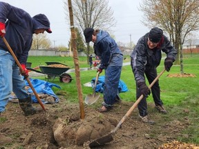 Norman Visser, left, Jessica Sunderland and Brian Roffel plant a native red maple on Earth Day Saturday along Mud Creek in Chatham. A total of 20 trees were planted in memory of Tim Wolting, who had a love of the outdoors. (Trevor Terfloth/The Daily News)