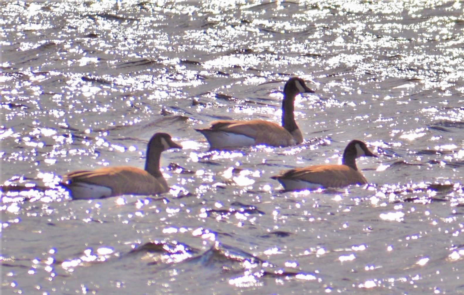 Geese 'a headache' for residents in Lemoine Street area