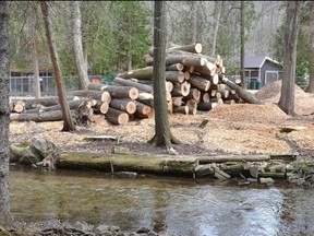 Ash logs are piled in the bird sanctuary area at Harrison Park on Thursday, April 27, 2023 after city staff removed trees infested by the emerald ash borer in advance of the opening of the campground and arrival of campers this summer.