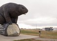 The Beaverlodge beaver watches over the highway passing through the west Peace community.