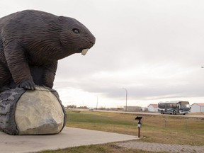 The Beaverlodge beaver watches over the highway passing through the west Peace community.