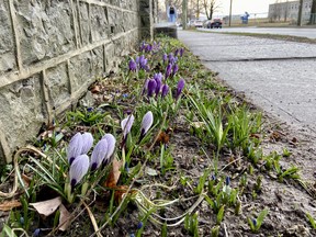 Spring flowers bloom along King Street West on Thursday morning.