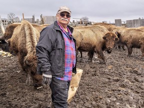 Bison farmer Mike Waters is back to work following months of recovery in hospital after being charged by a bull at his Springvale Bison Farm near Hagersville. B