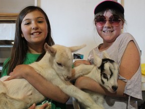 Kiley Bradley (left) and Lauren Churchill students at Burford District Elementary School were excited to hold a couple of baby goats on Thursday, April 13 at the 27th annual Bite of Brant event at the Burford Fairgrounds.