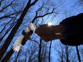 A black-capped chickadee flies past an offering of seeds at Lemoine Point Conservation Area.