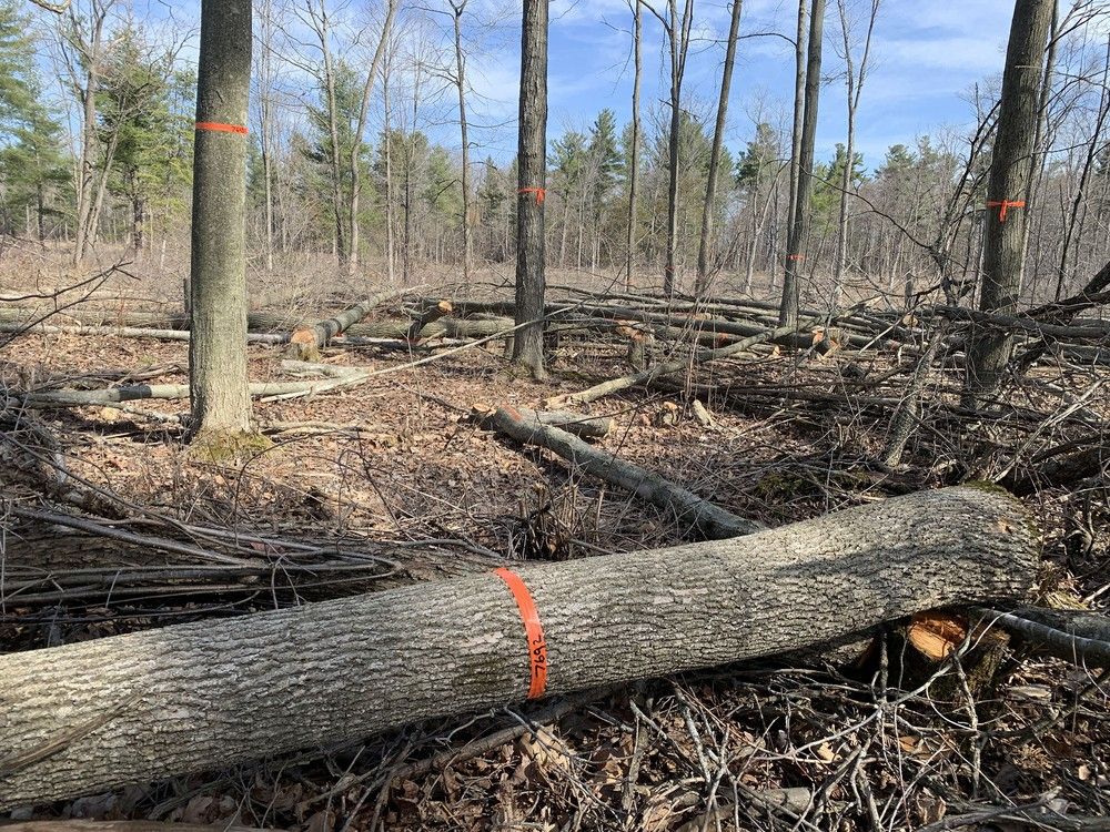 Tree cutting near Eunice Drive concerns residents The Kingston Whig