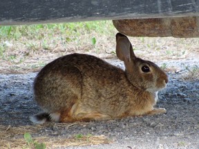 A rabbit under the jeep on the farm.