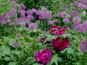Ornamental slliums and peonies. 

Doug Reberg/Special to The Beacon Herald