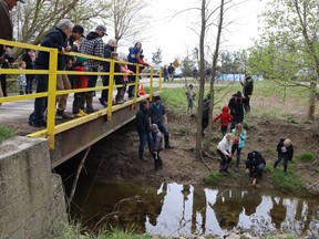 Families from Errol Village elementary school in Plympton-Wyoming watch from a bridge on O'Brien Road as pupils release salmon raised at the school.  (Paul Morden/The Observer)