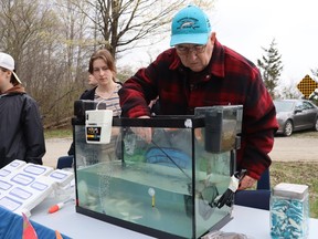 Bluwater Anglers member Paul Heckley scoops up young salmon raised at Plympton-Wyoming's Errol Village elementary school for pupils to release.  (Paul Morden/The Observer)