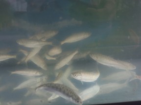 Young salmon, raised over several months at Errol Village elementary school in Plympton-Wyoming, swim in a tank before being released this week.  (Paul Morden/The Observer)
