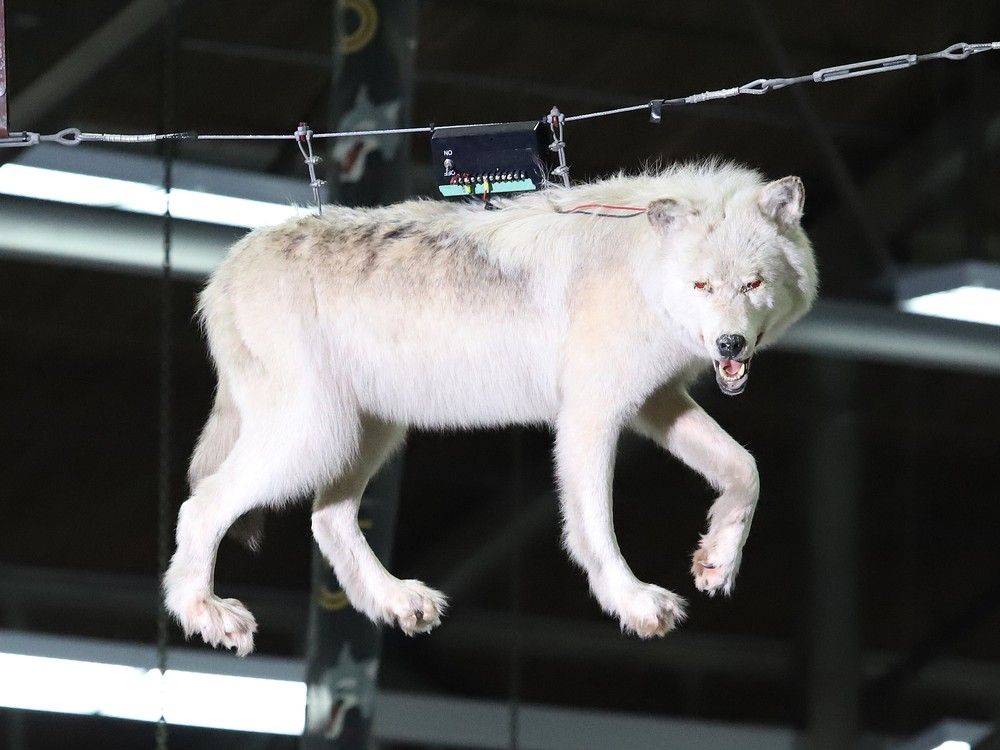 Sudbury Wolves reveal 202324 theme schedule Timmins Times