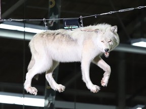 The stuffed wolf slides across a wire following a goal by the Sudbury Wolves during OHL playoff action against the Peterborough Petes at the Sudbury Community Arena in Sudbury, Ont. on Tuesday April 4, 2023