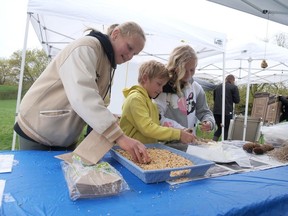 Visitors at the first Earth Day Community Building Festival Saturday in Brantford made pinecone bird feeders at the Brantford Food Forest display. From left are Elaura, Sawyer and Irelyn Thiessen from St. George. CHRIS ABBOTT