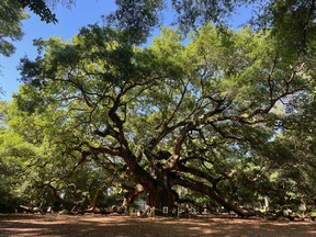 The Angel Oak is a famous live oak tree in South Carolina that is around 500 years old.