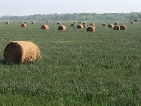Hay in a field. (Shawn Cabak)