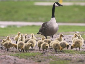 Canada goose historia kw online