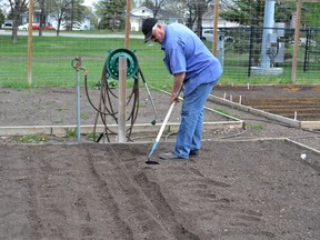 John King plants seeds and hoes his garden plot at the Riverside Drive Community Garden. He finds gardening relaxing and he contributes some of what he grows to the High River Food Bank every year.