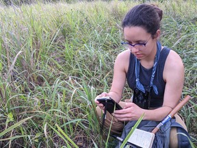 University of Lethbridge PhD student Juleyska Vazquez Cardona in the field.
