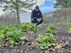 Andrew Brant kneels in his food sovereignty project garden along York Road in Tyendinaga Mohawk Territory, where strawberries are among the first items being harvested for the season. The project will see the construction of a greenhouse this year, as well as the addition of many other fresh food items, in part thanks to another grant, this one from Carrot Cashe. (Jan Murphy/Local Journalism Initiative Reporter)