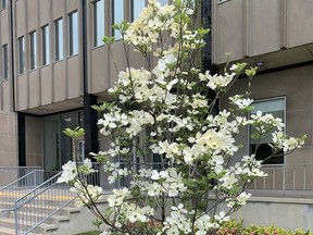 Flowering Dogwood at Sarnia City Hall