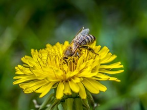 Bee on a dandelion