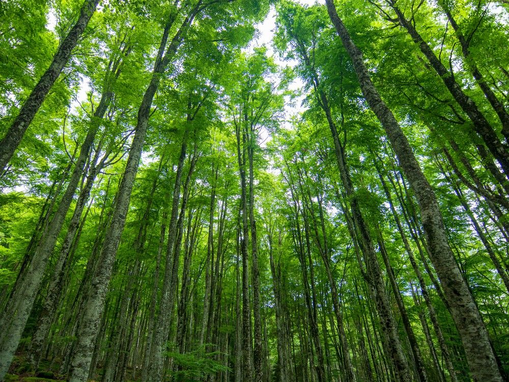 Cornwall to obtain urban-forest management plan for tree-protection bylaw