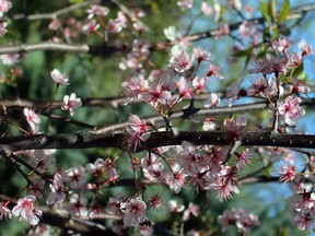 Wild plum blossoms.

Submitted photo