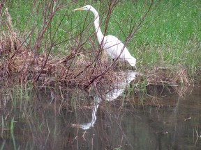 An egret stalks its prey in a low-lying area along Bur Brook Road, one of the areas where water levels are expected to rise after a weekend of rain in Kingston, Ont., on Monday, May 1, 2023.