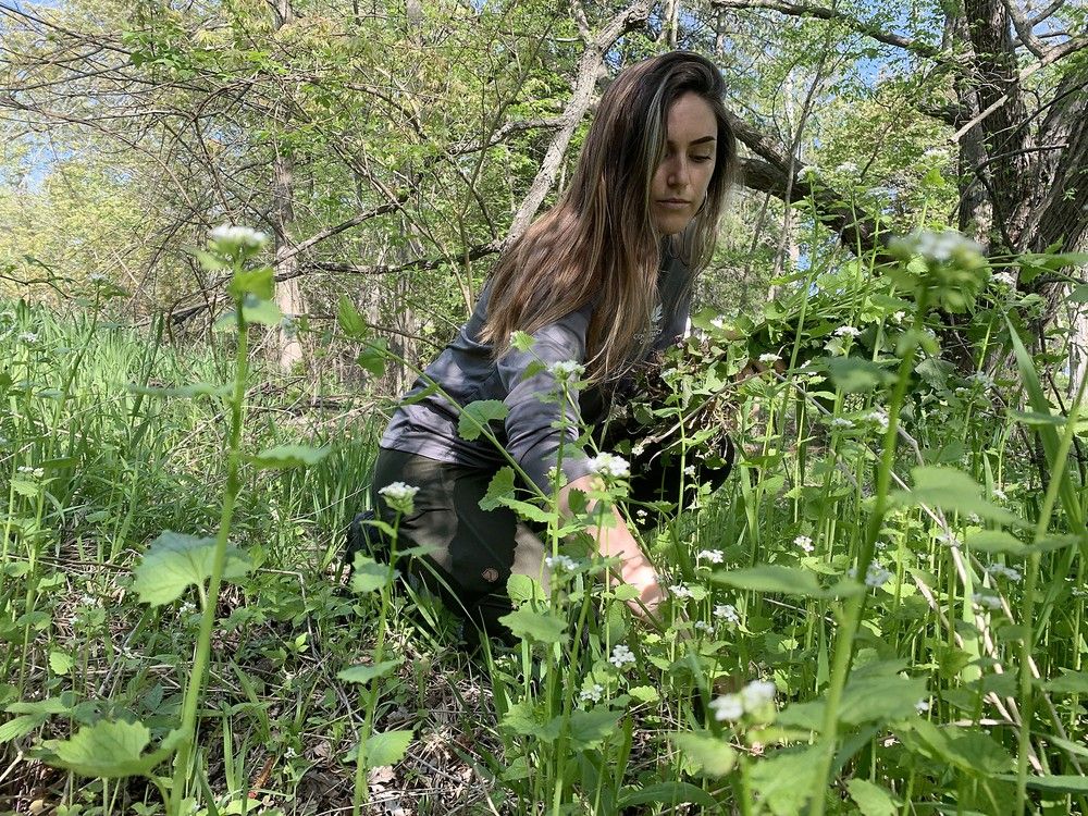 Nature Conservancy volunteers tackle invasive garlic mustard The