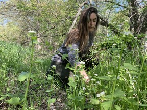 Chelsea Marcantonio of Cobourg removes garlic mustard at a Nature Conservancy of Canada property in Battersea